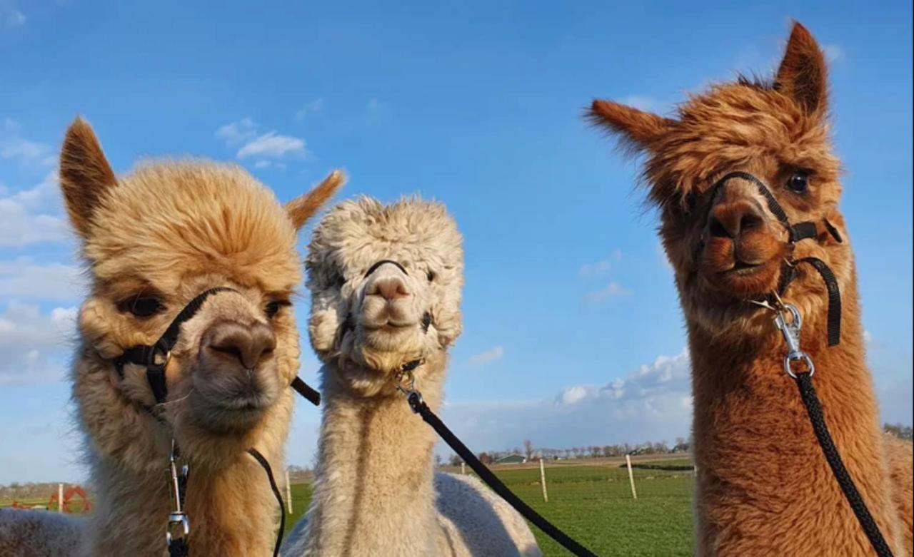Vakantieboerderij Huize Nuis Noordbeemster Екстериор снимка